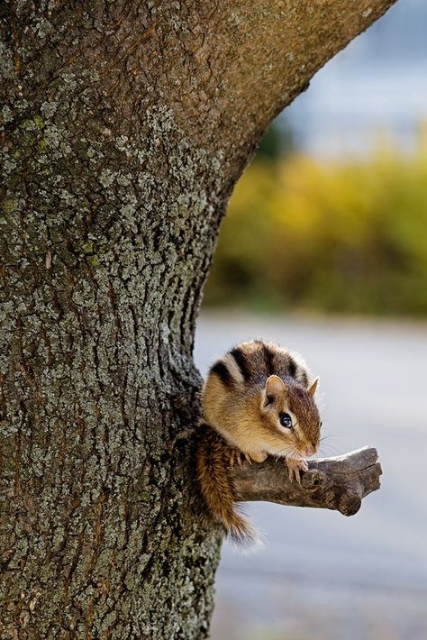 Michigan Wildlife, Earthy Witch, Eastern Chipmunk, Baby Chipmunk, Backyard Nature, Cute Squirrel, Lovely Creatures, Little Critter, Cute Animal Pictures