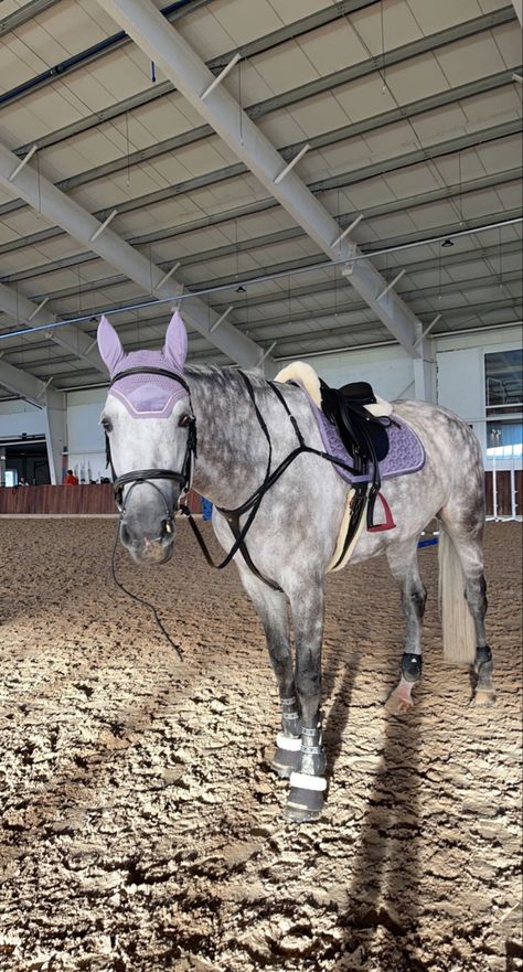 Horseback Riding Outfit, Aesthetic Equestrian, Riding Outfit Equestrian, Dapple Grey Horses, Ride A Horse, Horse Riding Aesthetic, Horsey Life, Gray Horse, Show Jumping Horses