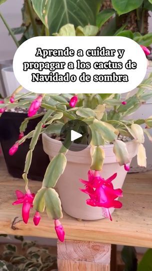 161K views · 2.1K reactions | Aprende a cuidar el cactus de navidad cactus de sombra | Ivet Suculentas y Mas Plantas Cactus Y Suculentas, Cactus