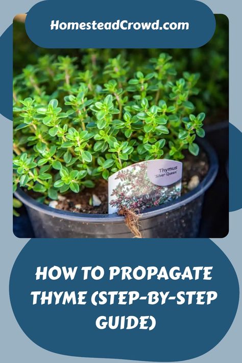 Learn how to propagate thyme plants using cuttings, layering, division, or seeds. Follow step-by-step instructions for each method to increase your thyme garden. How To Propagate Thyme, Windowsill Herbs, Thyme Garden, Grow Lemongrass, Growing Thyme, Thyme Plant, Seed Raising, Windowsill Garden, Diy Herb Garden