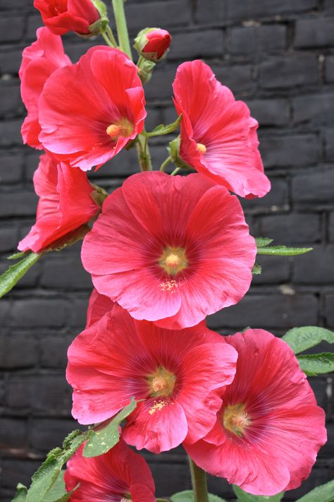 WANT: Jolly Hollyhocks – The Frustrated Gardener Growing Hollyhocks, Hollyhock Seeds, Pink Perennials, Hollyhocks Flowers, Pink Plant, Garden Types, Giant Flowers, Garden Care, Flowers Online