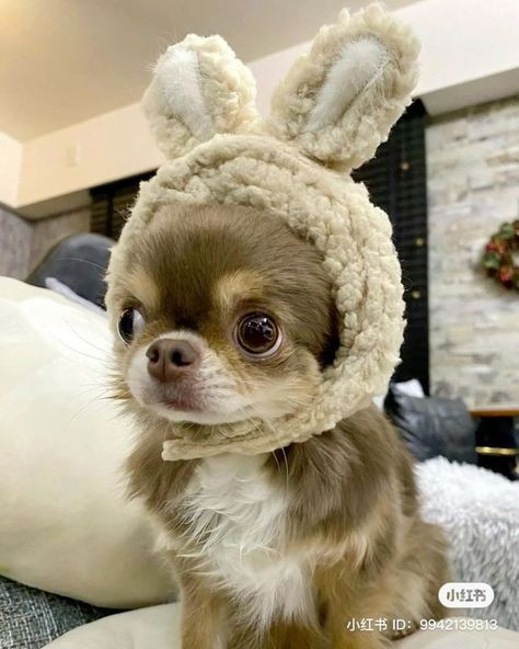 Psy Chihuahua, Dog Snapchats, Cute Dogs Images, Pet Photos, Very Cute Dogs, Funny Animal Photos, Cute Chihuahua, Cute Little Puppies, Funny And Cute