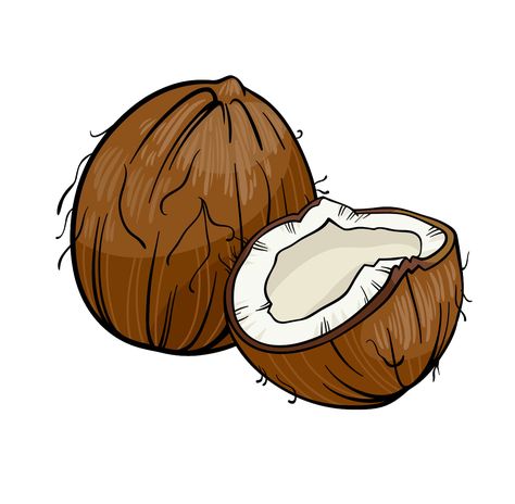 Best Coconut Clipart Coconut Drawing, Coconut Vector, Fruit Doodle, Corel Draw Design, Graffiti Cartoons, Cartoon Drawing, Fruit Art, Art Drawings For Kids, Pictures To Draw