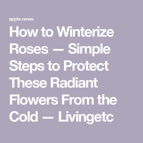 How to Winterize Roses — Simple Steps to Protect These Radiant Flowers From the Cold — Livingetc Winter Gardening, Rose Bush, Winter Garden, Roses, Flowers