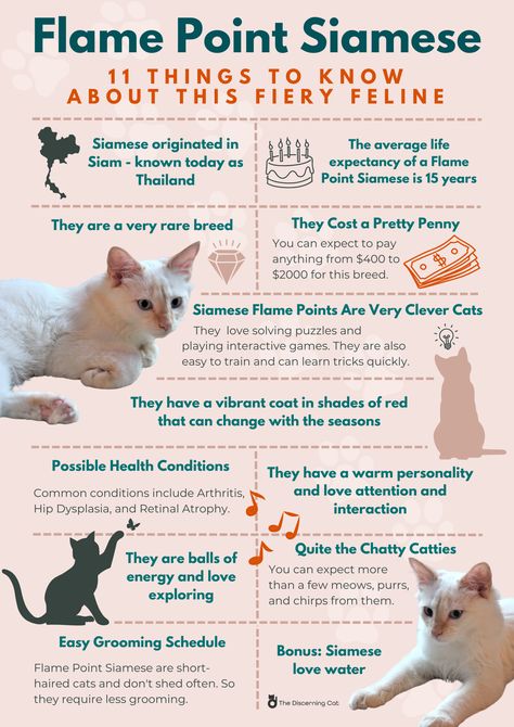 Everything you need to know about the Flame Point Siamese Cat Fire Point Siamese Cat, Flame Point Siamese Cats, Flame Point Siamese Kitten, Red Point Siamese, Flamepoint Siamese Cats, Siamese Flame Point, Siamese Cat Tattoos, Siam Cat, Siamese Cats Facts