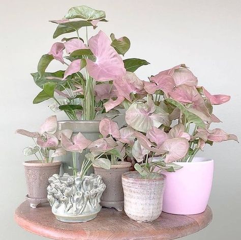 Inside Plants, Pink Plant, Indoor Gardens, House Plants Decor, Indoor Gardening, Room With Plants, House Plants Indoor, Pretty Plants, Plant Mom