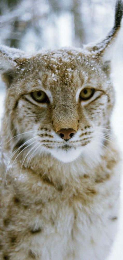 Lynx, Big Cats, Wild Cats, Animal Pictures, Wallpaper Backgrounds, Kitty, Animals