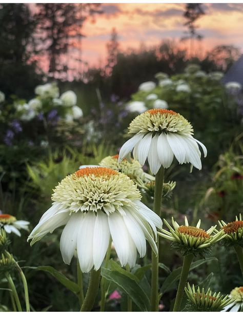 White Flowers Garden, Rays Of The Sun, Cut Flower Garden, Patio And Garden, White Gardens, Rustic Garden Decor, Perennial Garden, Colorful Garden, Rustic Gardens