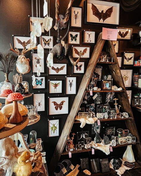 We have lots of new, ethically sourced, framed bugs and bats in stock. These will only be available in store. Come check out these beauties! Framed Bugs, Fantasy Library, Insect Collection, Wishlist 2024, Curiosity Shop, Cabinet Of Curiosities, Wall Frames, Salon Style, Retail Space