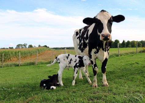 Black And White Cows, Gado Leiteiro, White Cows, Breeds Of Cows, Deadly Creatures, Deadly Animals, Crocodile Hunter, Holstein Cow, Bull Shark