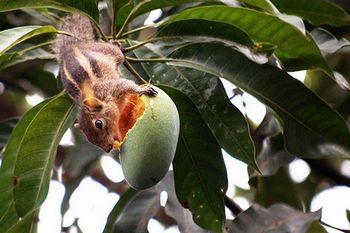 Growing mangoes. When the tree is one metre high, cut it back by a third so it branches. When those branches get to a metre, cut the tips off again. That should give you a nice shaped tree. Mango Tree, Cute Squirrel, How To Eat Paleo, Growing Food, Outdoor Life, The Marauders, Fruit Trees, Green Thumb, Sprouts