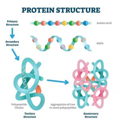 Protein Biology, Biological Molecules, Protein Structure, Pancakes Protein, Biochemistry Notes, Biology Worksheet, A Level Biology, Protein Dinner, Covalent Bonding