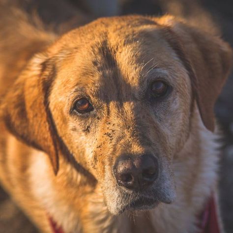 Old Yeller Movie, Old Yeller, Doing The Right Thing, St Bernard Dogs, Bernard Dog, Do What Is Right, Greater Good, Main Character, Main Characters