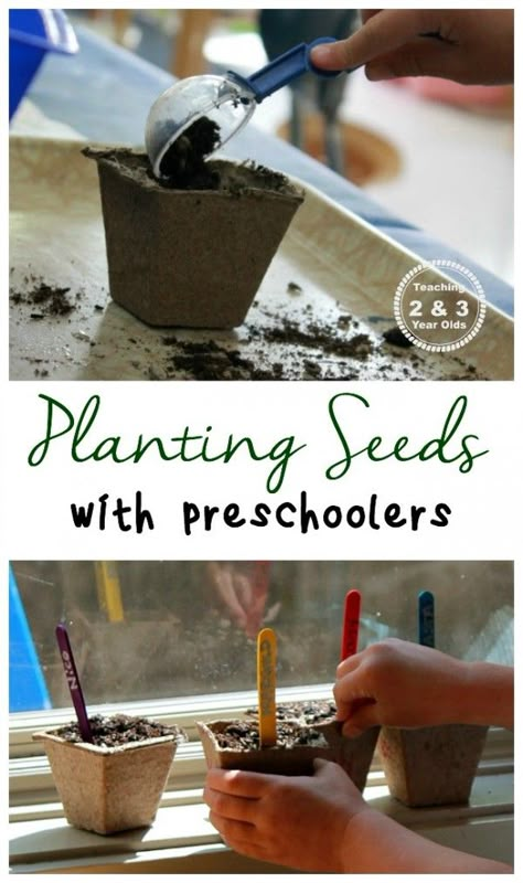 Planting Seeds with Kids from Teaching 2 and 3 Year Olds Gardening Kids Activities, Preschool Garden, Planting For Kids, Garden Activities, Spring Preschool, Preschool Science, Spring Activities, Preschool Fun, Early Childhood Education