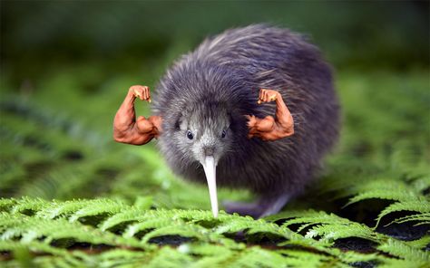 Kiwi Body Builder Kiwi Birds, Nz Birds, New Zealand Birds, Kiwi Bird, Flightless Bird, White Cloud, Exotic Birds, Pretty Birds, Bird Species