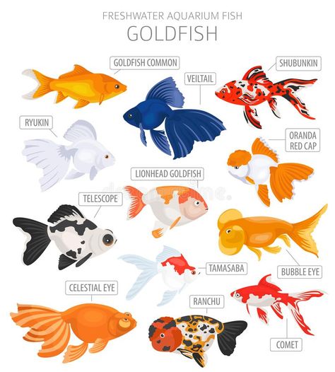 Goldfish Types, Goldfish Aquarium, Pet Goldfish, Fish Tank Themes, Goldfish Tank, Fish Icon, Fish Tank Accessories, Freshwater Aquarium Fish, Carpe Koi