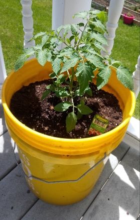 How to Grow Tomatoes in Containers How To Plant Tomatoes In Containers, Tomatoes In Containers, Tomatoes Growing In Containers, Tomato In Container, Determinate Tomato Varieties, Growing Tomatoes In Containers, Root Growth, Tomato Cages, Bountiful Harvest