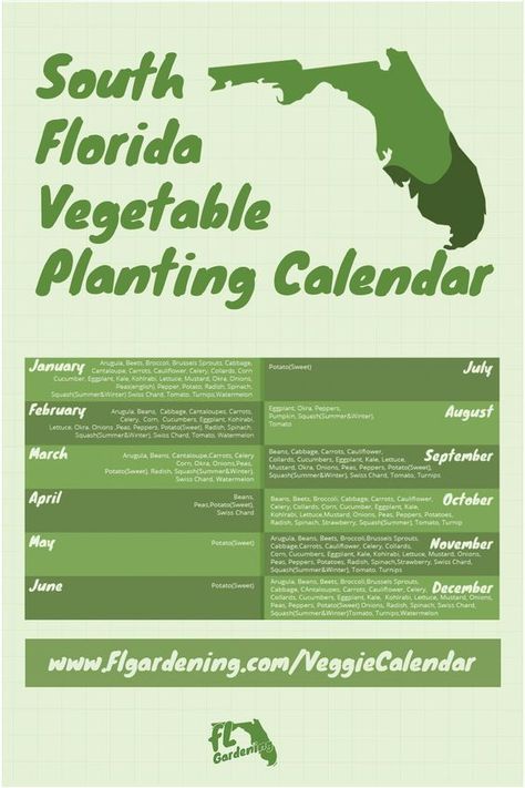 South Florida is different than north and central Florida, instead of two separate growing seasons it has one extended growing period. Seeing frost and freeze in south Florida is not unheard of but it is very rare. #plants #outdoorgardening #gardeningtips #gardening South Florida Gardening, What To Plant When, Vegetable Planting Calendar, Vegetable Planting, Florida Garden, Florida Landscaping, Planting Calendar, Florida Plants, Florida Gardening