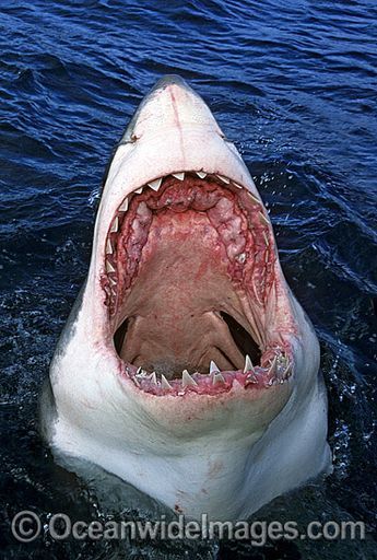 Great White Shark Jaws Photos, Images & Pictures Shark Photos, Shark Pictures, Wow Photo, Shark Jaws, Shark Bait, Underwater Creatures, Underwater Life, The Great White, White Sharks