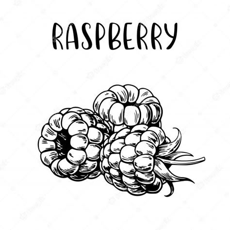 Sketch hand drawn raspberry | Premium Vector #Freepik #vector #food Raspberry Sketch, Raspberry Drawing, Daily Sketch Challenge, Bujo 2025, Tea Labels, Pencil Drawing Images, Candle Label Template, Tea Logo, Color Pencil Sketch