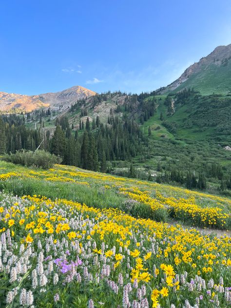 Meadow With Wildflowers, Flower Field Landscape Photography, Albion Basin Utah, Utah Wild Flowers, Floral Landscape Photography, Albion Basin Photography, Wedding Iconography, Utah Wildflowers, Wildflower Pictures