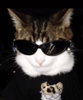 Cats Wearing Sunglasses, Glasses Pfp, Throwing Shade, Wearing Sunglasses, Uniqlo, Sunglasses