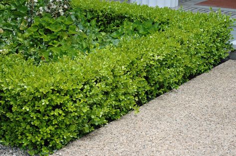 Buxus microphylla japonica - Japanese Boxwood | PlantMaster Buxus Garden Ideas, Texas Shrubs, Buxus Microphylla, Japanese Boxwood, Hedge Plants, Outdoor Vibes, Plant Combos, Front Yard Plants, Boxwood Hedge