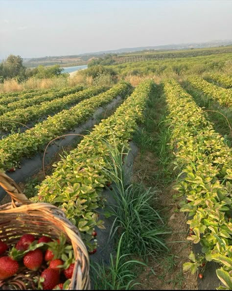 Farm Garden Aesthetic, Strawberry Patch Aesthetic, Picking Strawberries Aesthetic, Photographing Aesthetic, Strawberry Garden Aesthetic, Strawberry Field Aesthetic, Strawberry Farm Aesthetic, Farmstead Aesthetic, Strawberry Fields Aesthetic