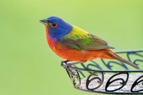 Bunting Bird, Painted Bunting, Facebook Icons, Common Birds, Animal Reference, Reference Pictures, Backyard Birds, All Shapes, Exotic Birds