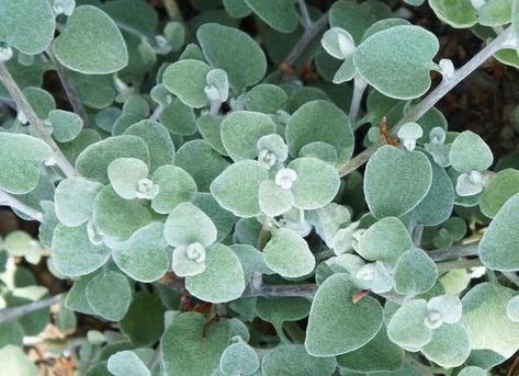 Licorice Plant in Window Box Helichrysum Petiolare, Licorice Plant, Window Box Plants, Texas Plants, Window Planter, Permaculture Garden, Box Flowers, Window Box Flowers, Window Planters