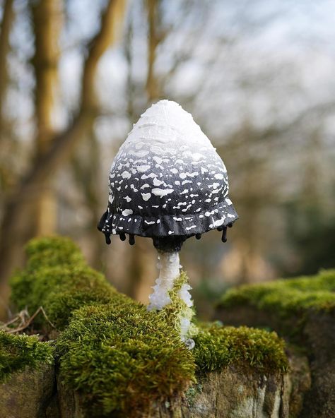 Inkcap Mushroom, Shaggy Ink Cap, Ink Cap Mushroom, Funky Mushrooms, Poisonous Mushrooms, Mushroom Pictures, Plant Fungus, Mushroom Fairy, Plant Projects