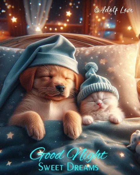 Sweet Dreams Pictures, Dreams Pictures, Good Night Hug, Evening Blessings, Good Morning Animals, Good Night Cat, Beautiful Good Night Quotes, Good Night Funny, Teddy Bear Wallpaper