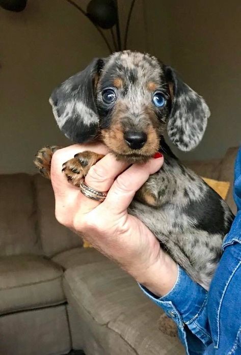 Dapple Dachshund Miniature, Dapple Dachshund Puppy, Cute Fluffy Dogs, Baby Dachshund, Weiner Dogs, Dachshund Puppy Miniature, Cute Dogs Images, Really Cute Puppies, Dapple Dachshund