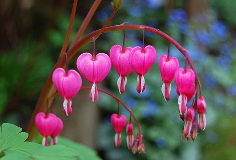 bleeding heart flower | Bleeding Heart flowers | Flickr - Photo Sharing! Caste Heaven, Nothing But Flowers, Cat Air, Most Beautiful Flowers, Flowers Perennials, Cumbria, Exotic Flowers, Types Of Flowers, Shade Garden