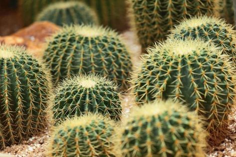 Las plantas del desierto: Una forma de vida fascinante 4 No Se, Herbs, Plants