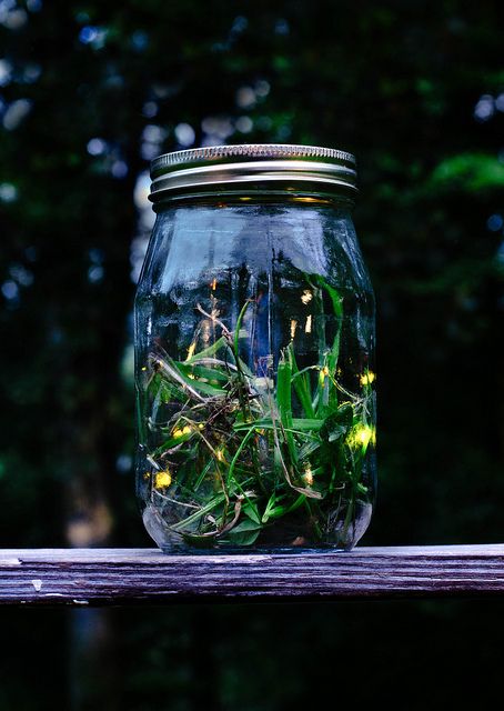 I want to see fireflies one day... it must be magical. Diy Fireflies In A Jar, Firefly In A Jar, Firefly Lantern, Firefly Jar, Glow Stick Jars, Fire Flies, Hangout Ideas, Glow Jars, Toples Kaca