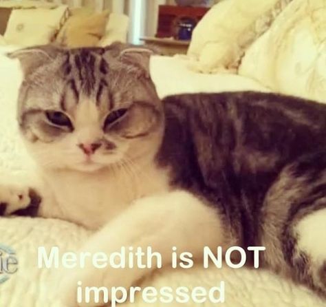 Meredith Swift, Taylor Swift's Cats, Meredith And Olivia, Taylor Swift Cat, Cutest Cats Ever, Sealed With A Kiss, American Queen, All About Taylor Swift, Olivia Benson