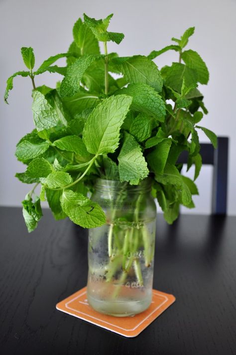 How to Preserve Fresh Mint & More Tips for Herbs - StreetSmart Kitchen Pomegranate Mojito, Preserve Fresh Herbs, Store Fresh Herbs, Tea For Digestion, Herb Storage, Preserving Herbs, Increase Circulation, Beef Salad, Small Mason Jars