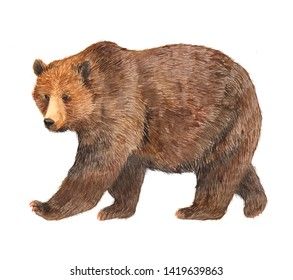 Watercolor Brown Bear Animal Illustration Isolated Stock Illustration 1419639863 | Shutterstock Brown Bear Illustration, Bear Drawing, Bear Animal, Bear Illustration, Love Bear, Bear Stuffed Animal, Beatrix Potter, Black Bear, Brown Bear