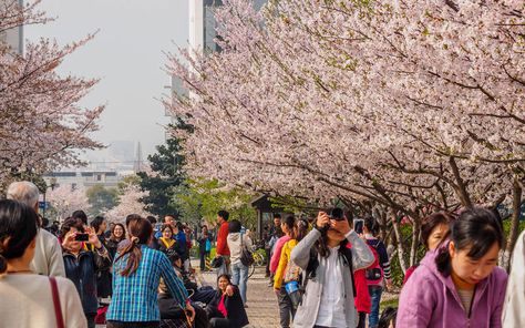 Tongji University, Festival Editorial, Mockups Free, Festival Image, Cherry Blossom Festival, March 30, Nature Images, Shanghai, Cherry Blossom