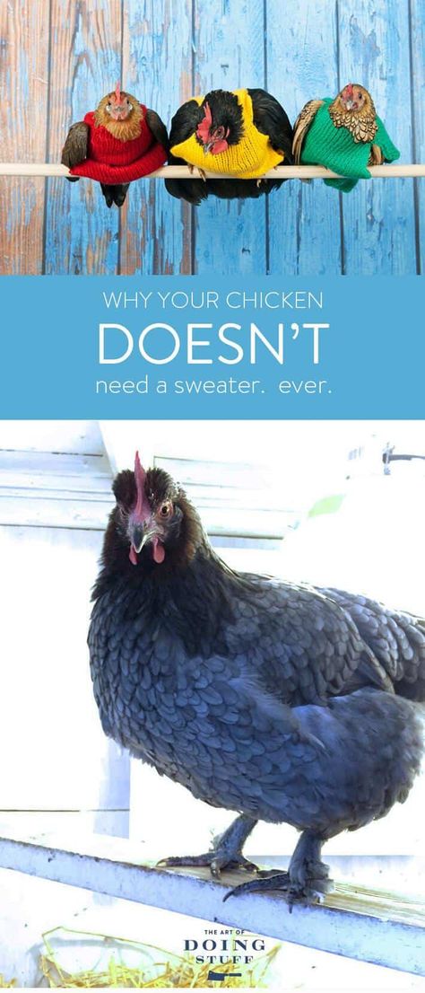 Nope. Not even if every single feather has fallen off them. Even then a chicken sweater is a bad idea. Here's why ... via @artofdoingstuff Suburban Chickens, Wavy Shoulder Length Hair, Chicken Story, Chicken Sweater, Chicken Care, Raising Chicks, Chicken Pictures, Chicken Keeping, Egg Plant