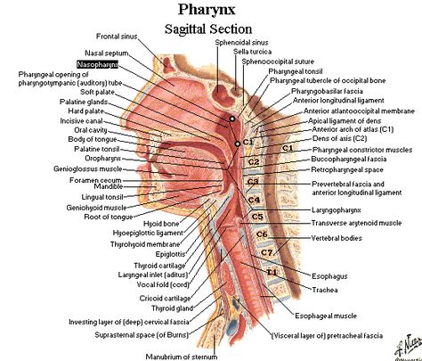 very detailed picture of the oral, pharyngeal, and laryngeal structures Anatomy Of The Neck, Throat Anatomy, Neck Muscle Anatomy, Tonsils And Adenoids, Muscle Diagram, Anatomy Organs, Anatomy Images, Anatomy Bones, Human Bones