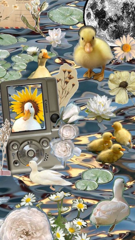 #duckys Duck Collage, Collage Wallpaper, Ducks, Birds, Collage, Water, Flowers