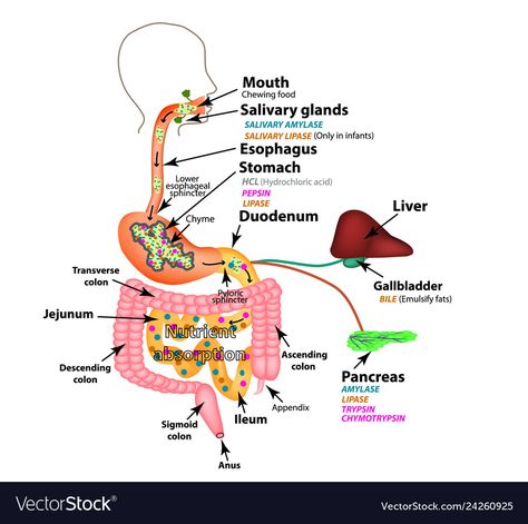 Digestion Of Carbohydrates, The Human Digestive System, Sigmoid Colon, Human Digestive System, Gastrointestinal Tract, Gastrointestinal System, Salivary Gland, Nursing School Notes, Human Anatomy And Physiology