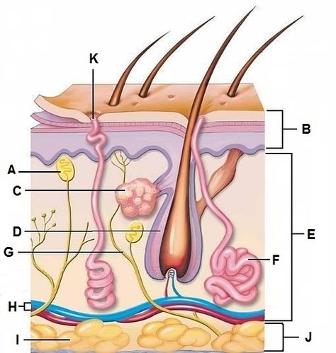 Plotting Points, Skin Anatomy, Human Muscle Anatomy, Paramedic School, Integumentary System, Anatomy Coloring Book, Skin Structure, Skin Quiz, Basic Anatomy And Physiology