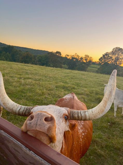 Cow Ranch, Pumpkin Cow, Iphone Setup, Country Aesthetic, Longhorn Cow, Dream Future, Rare Gifts, Ranch Life, Phone Background