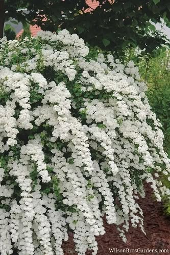 Stock (15) Judy Smith, Spirea Plant, Bridal Wreath Spirea, Flowering Bushes, Bridal Wreath, White Plants, Garden Shrubs, Moon Garden, White Garden