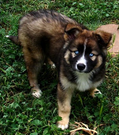 Gerberian Shepsky information and pictures German Shepherd Siberian Husky Hybrid Gerberian Shepsky, Husky Mix, Dream Dog, German Shepherds, Siberian Husky, Animal Love, Beautiful Animals, Dogs Puppies, Adorable Animals