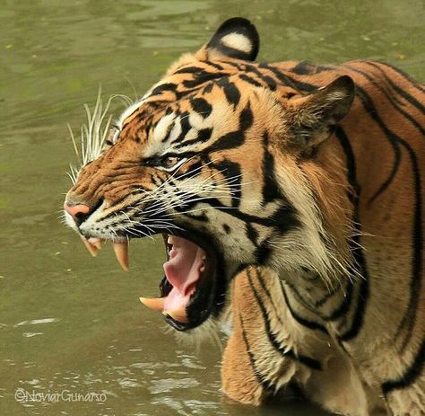 Tiger baring his teeth Tiger Teeth, Cat Species, Tiger Pictures, Cat Reference, Cat Spray, Animal Study, Tiger Art, Pretty Animals, Castiel