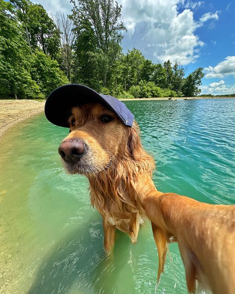 Summer days wouldn’t be the same without my @47 hat from the Dog Collection 🧢 use code DONUT20 for 20% off your purchase at 47brand.com #ad #47brand Billy Showalter, 47 Hat, Dream Puppy, Cutee Animals, Golden Labrador, Dog Photoshoot, Dog Pics, Cute Animals Puppies, Dog Day